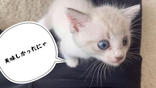 飼い主をよじ登る猫