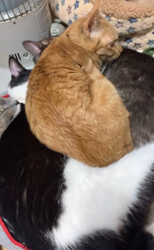 みんなの上に乗る猫