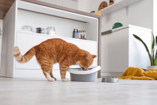 猫砂を掘る茶トラ猫