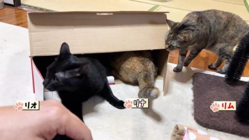 段ボールに入る猫たち