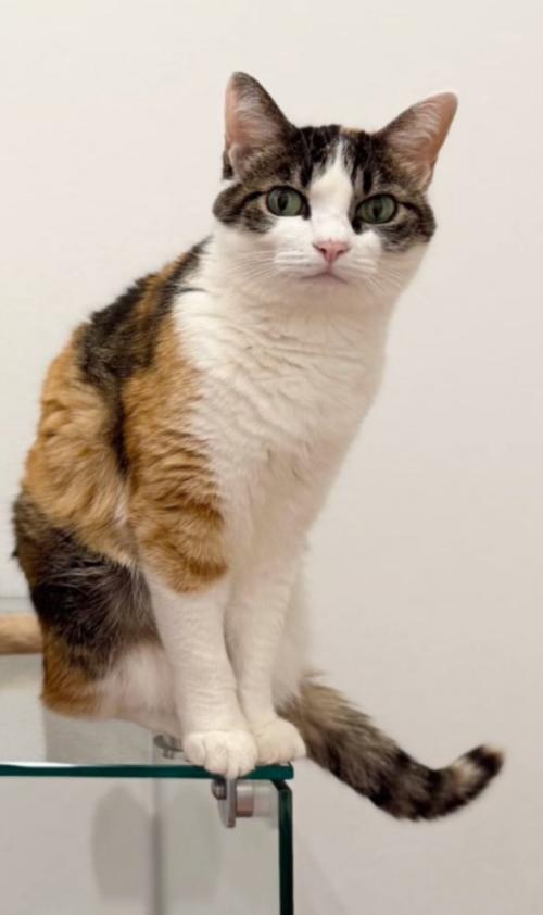 三毛猫の現在