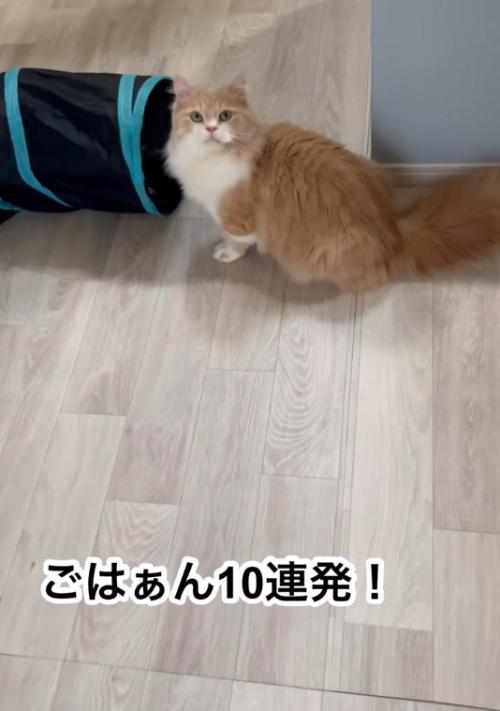 鳴いている猫