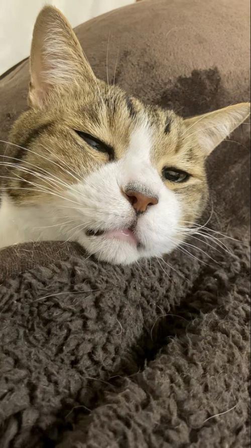 眠そうな表情