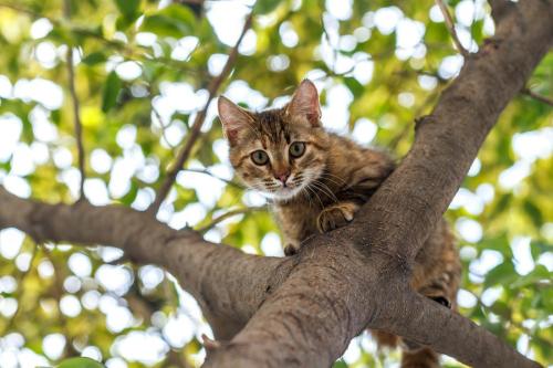 木の上にいる猫
