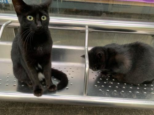 こちらを見つめる黒猫