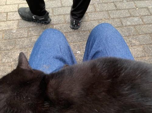 膝に乗る黒猫