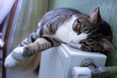 休んでいる猫