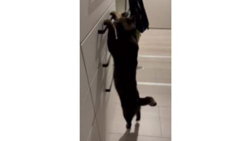猫と引き出し