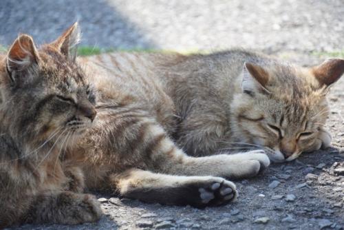 スフィンクス座りと横座りで寝ている猫たち