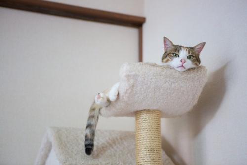 キャットタワー