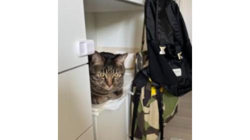 室内にいる猫