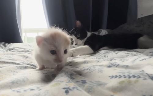 ちょっかい出す猫