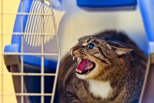 威嚇する猫