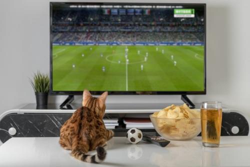 テレビでサッカーを見る猫