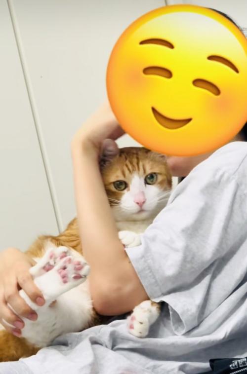 妹に抱っこされる茶白猫