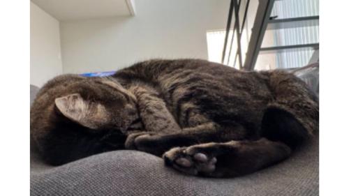 眠る猫