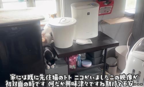 窓辺の先住猫