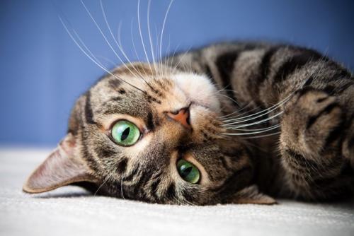 横になる猫