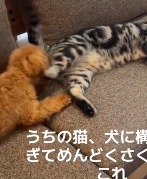 かみつく犬