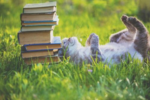本のそばで寝転ぶ猫