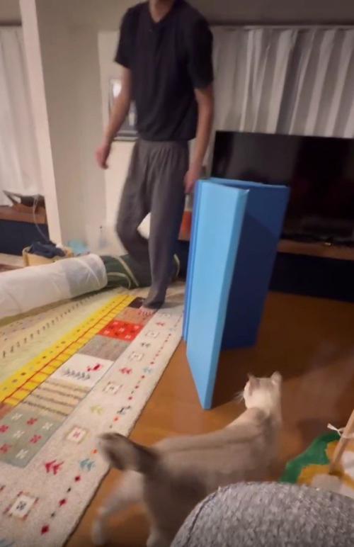 遊んでいる猫とパパさん