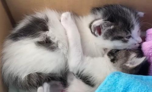 くっついて寝る2匹の子猫