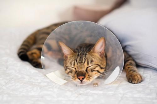 カラーを巻く猫