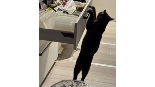 猫と引き出し