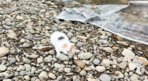 川に捨てられていた子猫