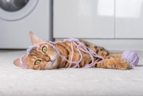 毛糸にからまる猫