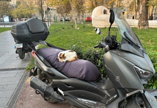 バイクの上で眠る猫