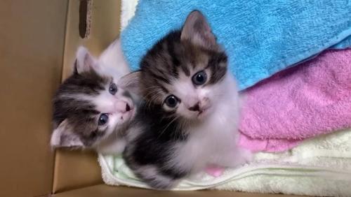カメラ目線の2匹の子猫