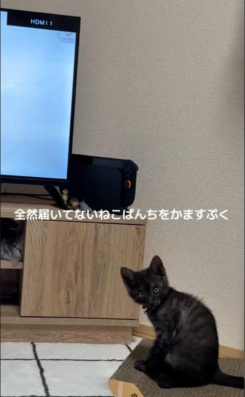 爪とぎに座っている子猫