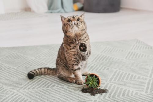鉢植えを倒す猫