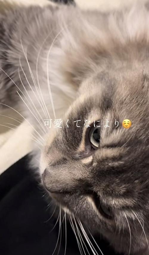 「可愛くてなにより」のテロップ写真