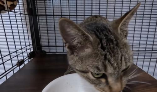 ごはんを食べ終わった猫