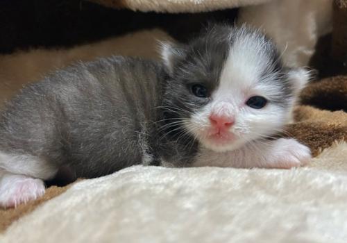 カメラを見つめる子猫