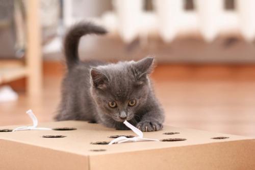 箱のおもちゃで遊ぶ子猫