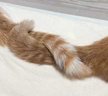 絡み合う2頭の猫のしっぽ