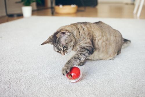ボール型知育玩具で遊ぶ猫