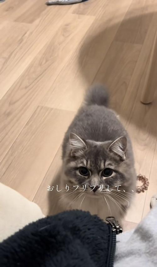 「おしりフリフリして、、」のテロップ写真