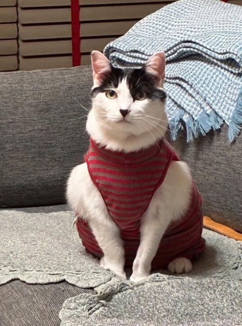 服を着て腕周りが盛り上がった猫の写真