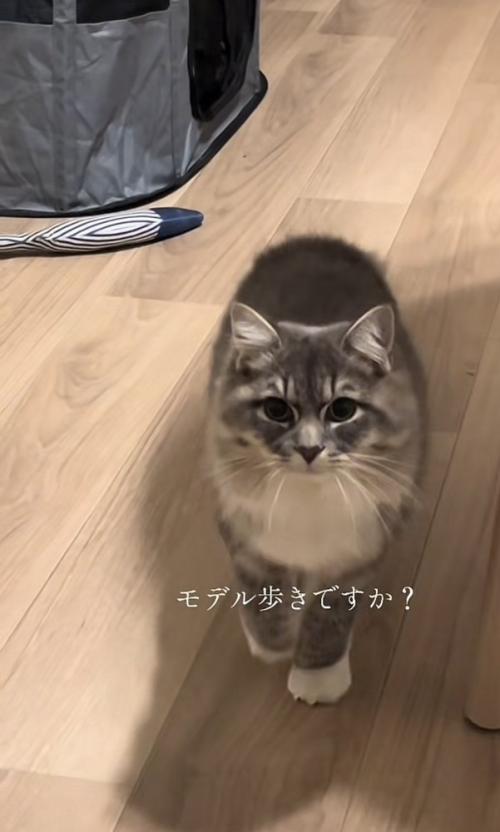 「モデル歩きですか?」のテロップ写真