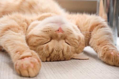 バンザイ寝の猫
