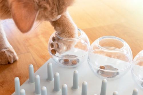知育玩具からおやつを取ろうとする猫
