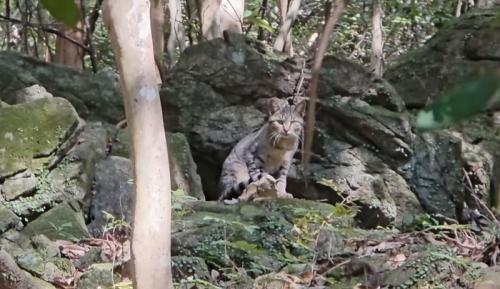 こちらを見つめる猫