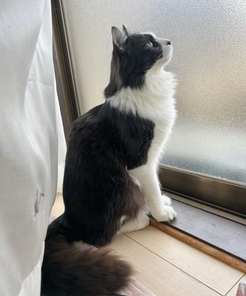 窓の外を見る白黒猫