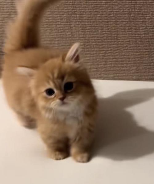 こちらを見つめる猫の写真