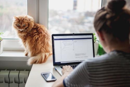 仕事中の女性と窓際で振り返る猫