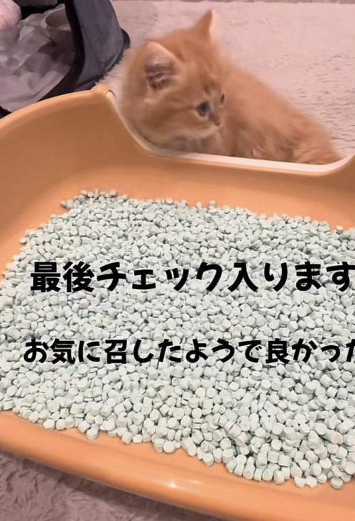 「最終チェック入ります」のテロップ写真